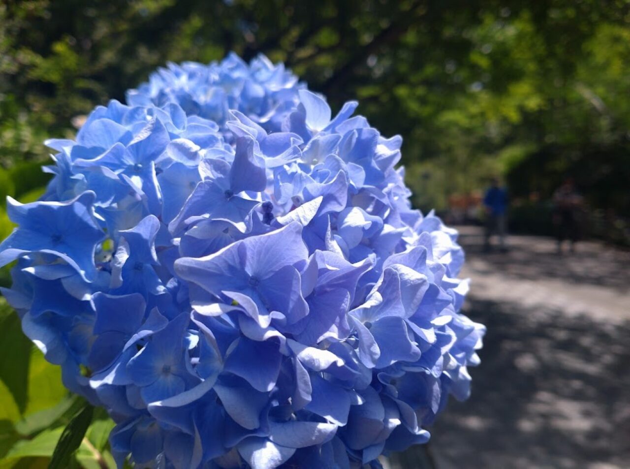 法多山紫陽花あじさいまつり紫陽花まつりアジサイ祭り