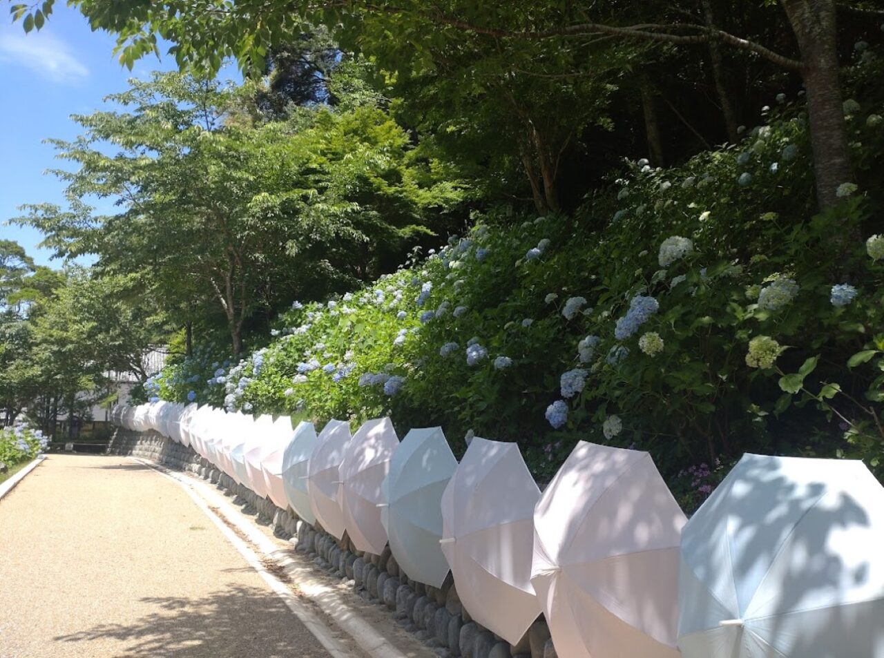 袋井市豊沢紫陽花法多山アジサイあじさいまつり