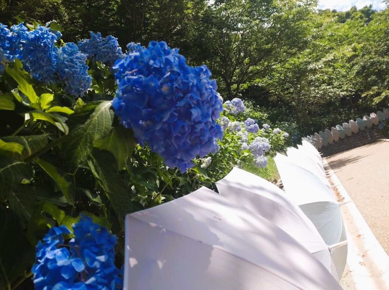 袋井市豊沢紫陽花法多山アジサイあじさいまつり