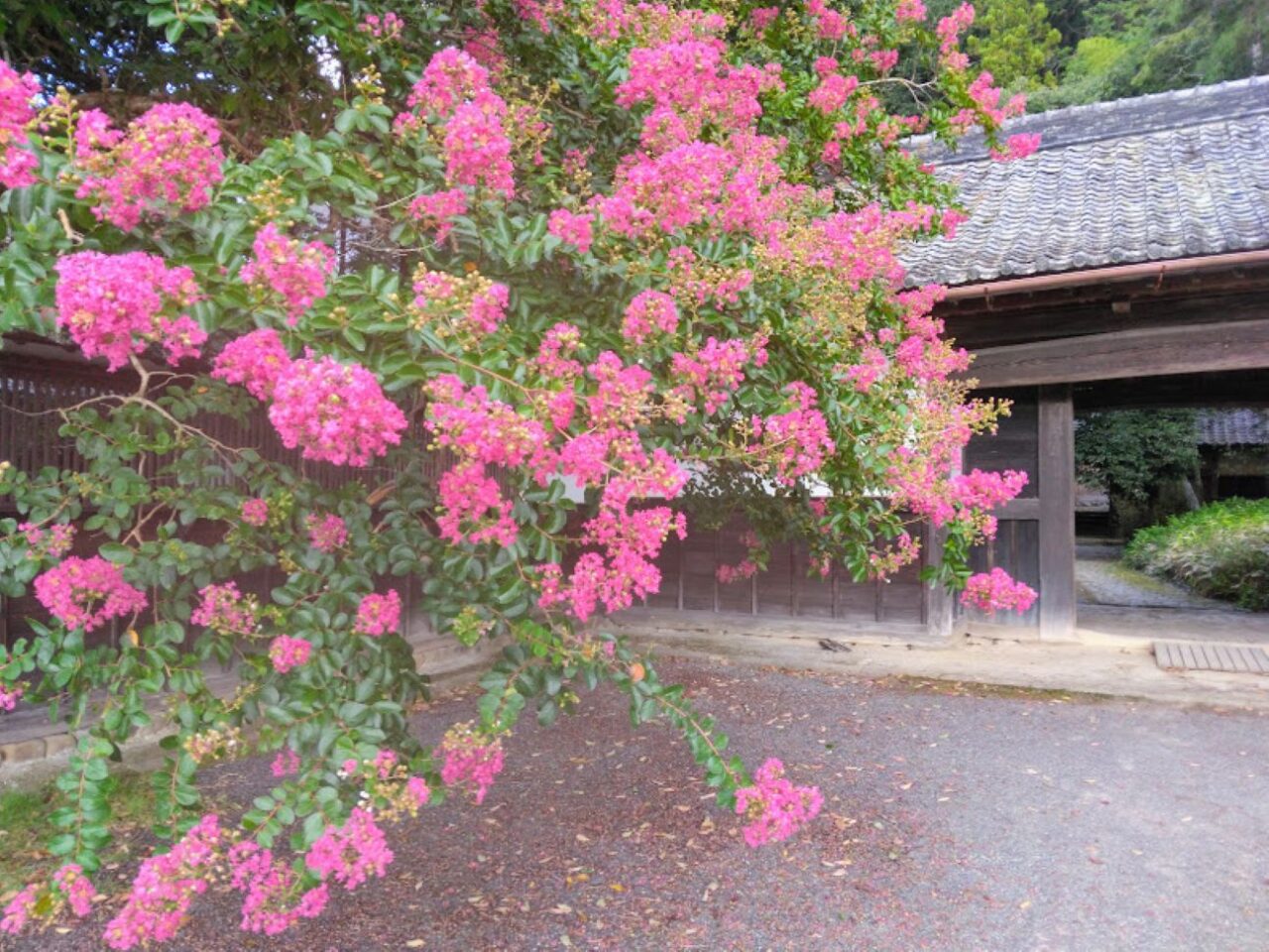 掛川市原里加茂荘花鳥園内味噌蔵カフェ 桑源亭営業再開