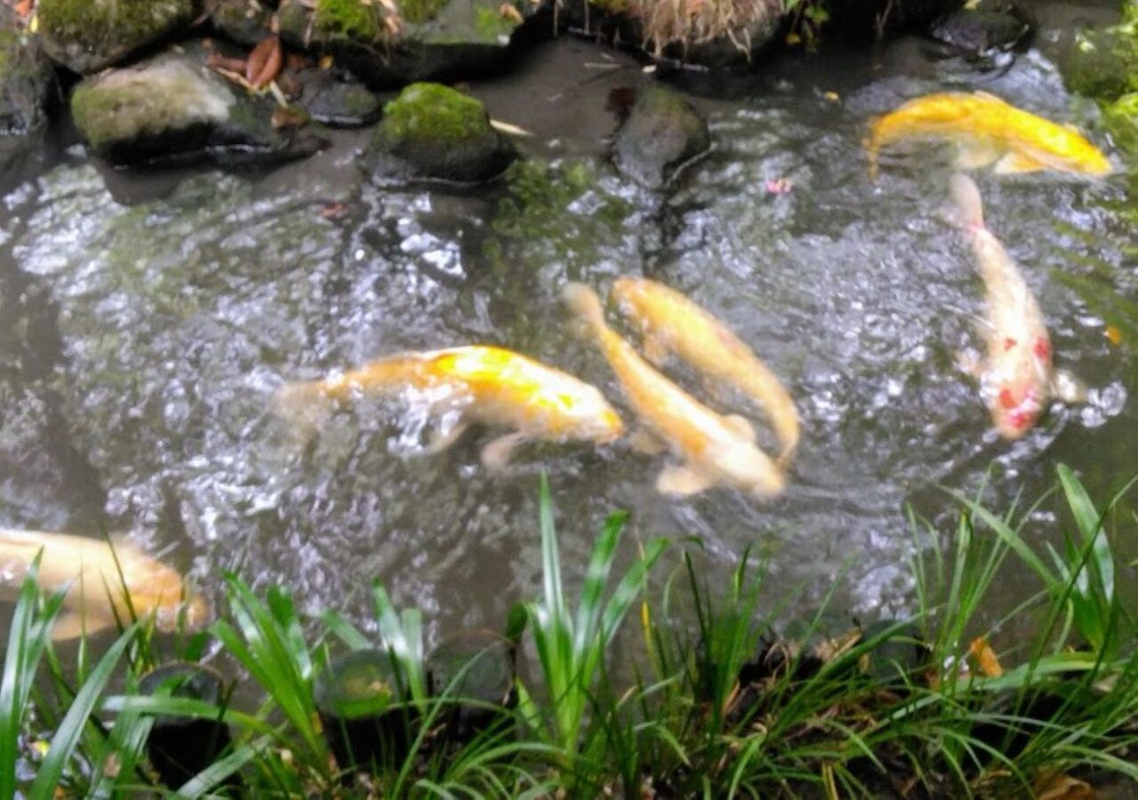 掛川市原里加茂荘花鳥園内味噌蔵カフェ 桑源亭営業再開