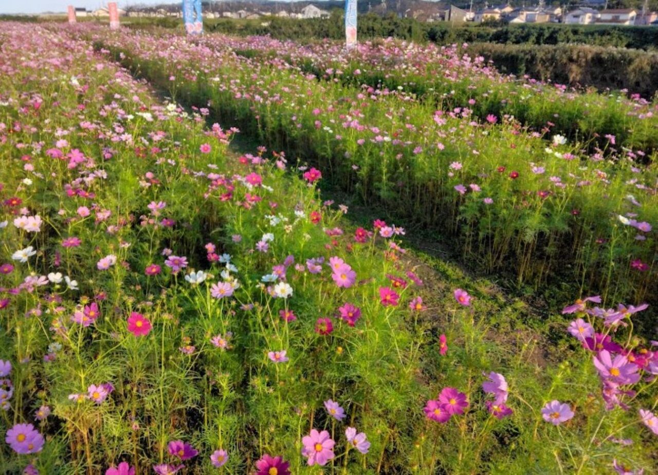 袋井市方丈メロン公園コスモス