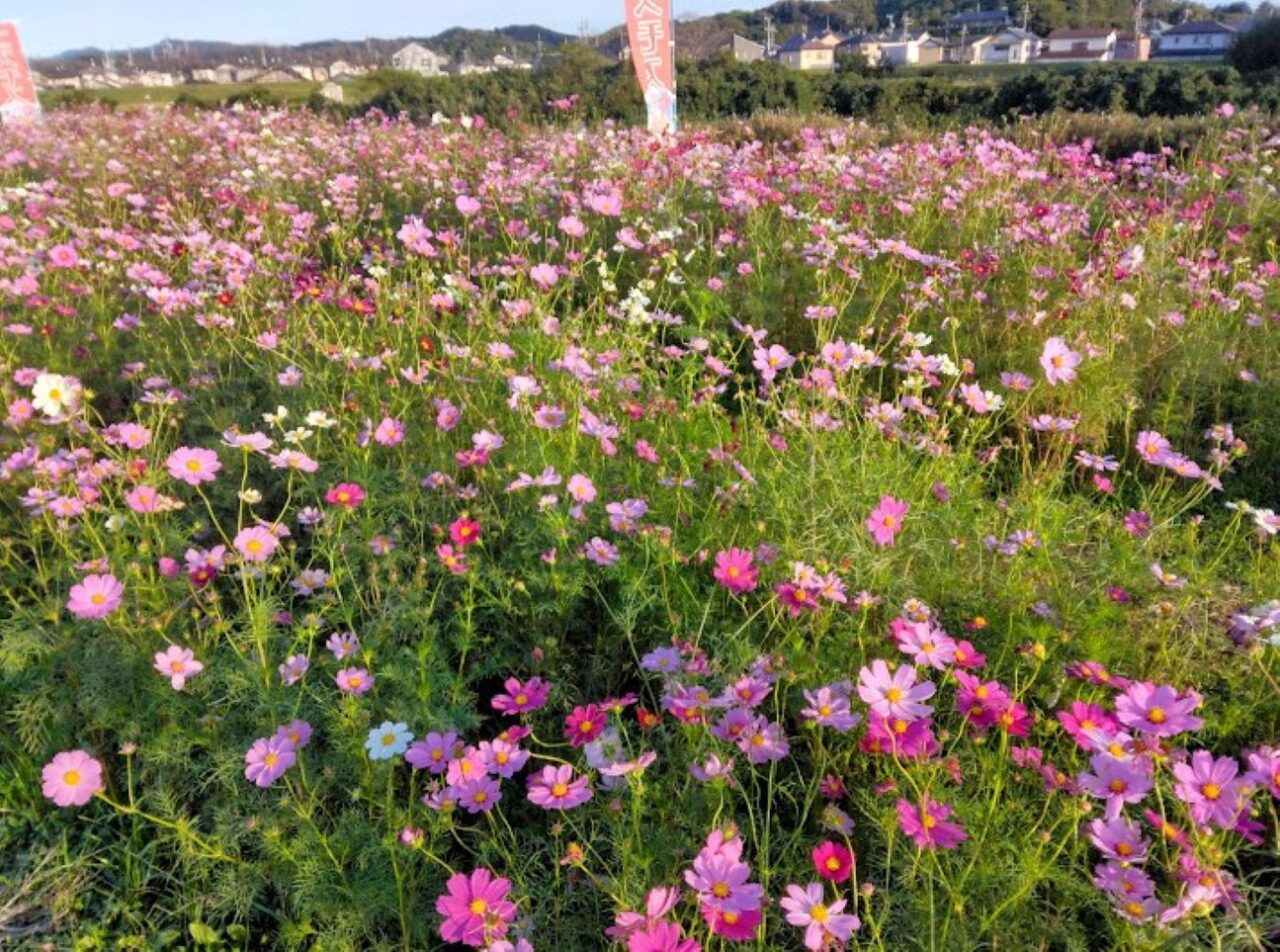 袋井市方丈メロン公園コスモス