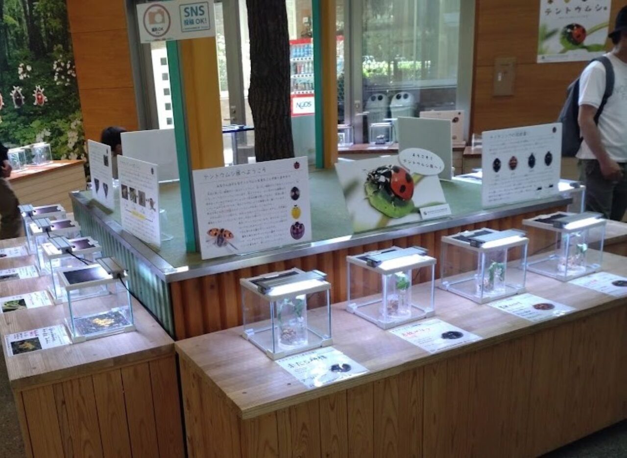 磐田市竜洋昆虫自然観察公園企画展カイコ展