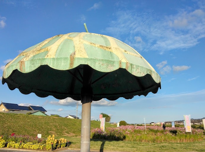袋井市方丈メロン公園コスモス