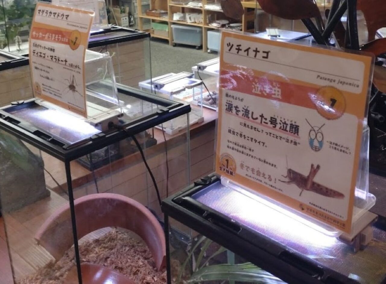 磐田市竜洋昆虫自然観察公園浜名湖体験学習施設「ウォット」合同企画「No.1な生き物展」開催