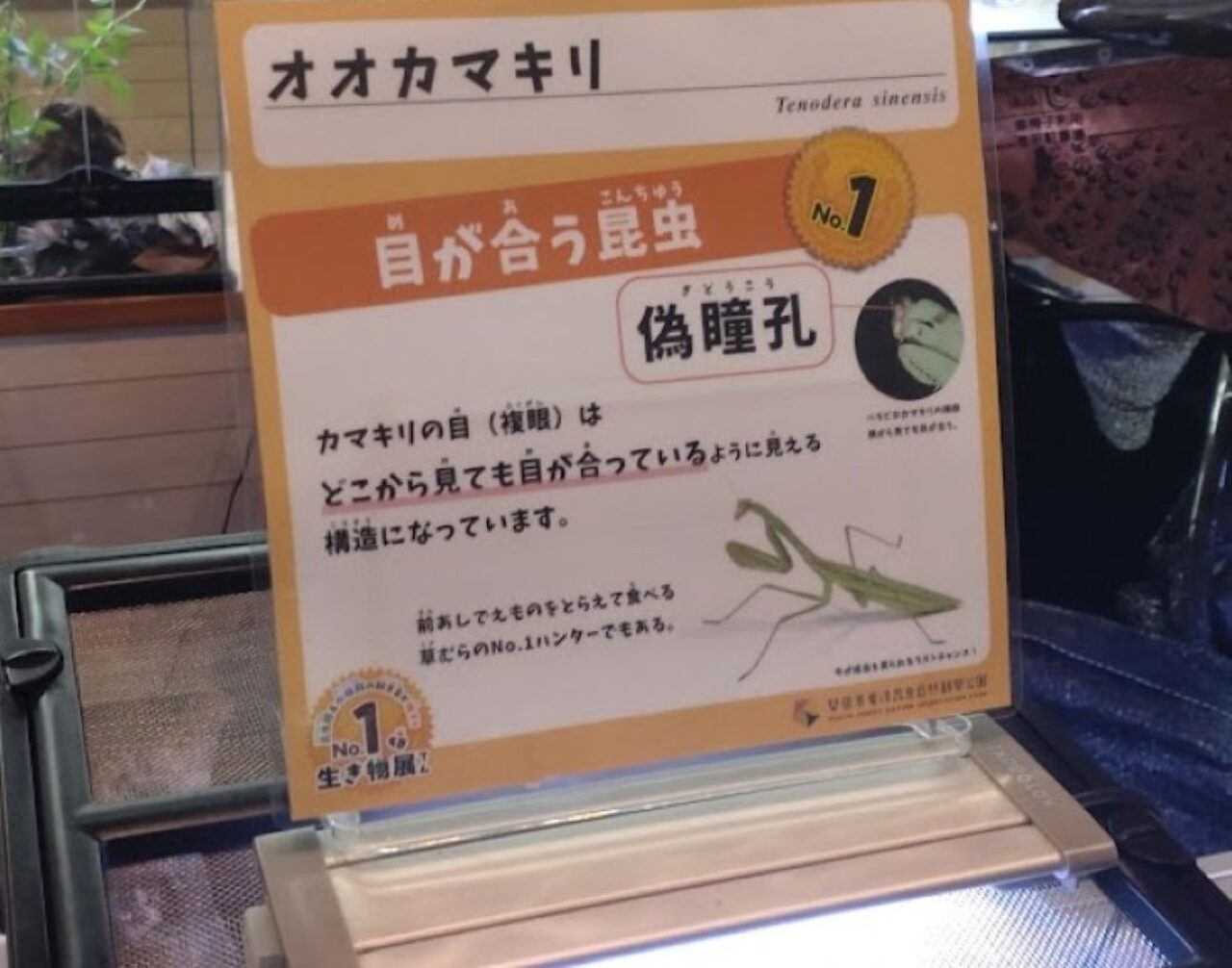 磐田市竜洋昆虫自然観察公園浜名湖体験学習施設「ウォット」合同企画「No.1な生き物展」開催