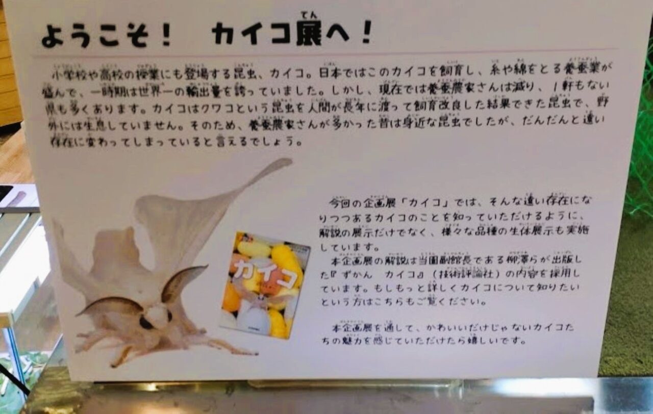 磐田市竜洋昆虫自然観察公園企画展カイコ展2026