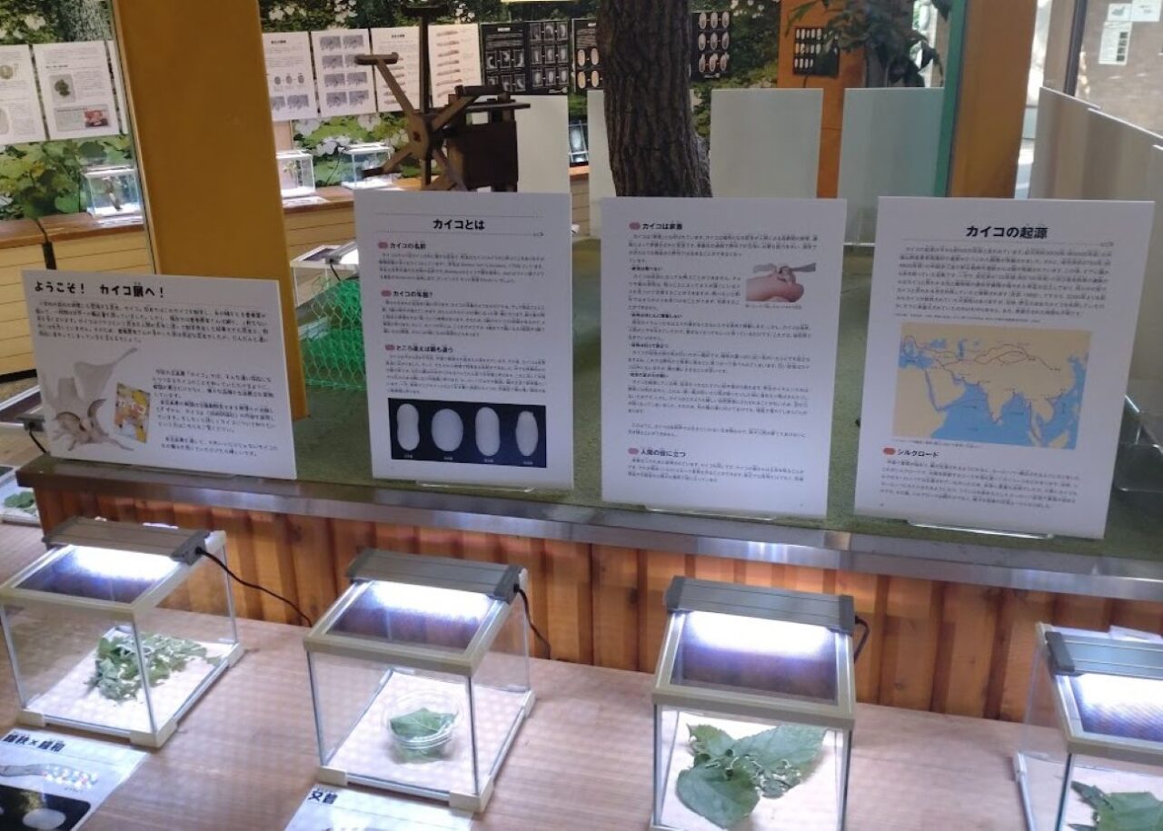磐田市竜洋昆虫自然観察公園企画展カイコ展2026