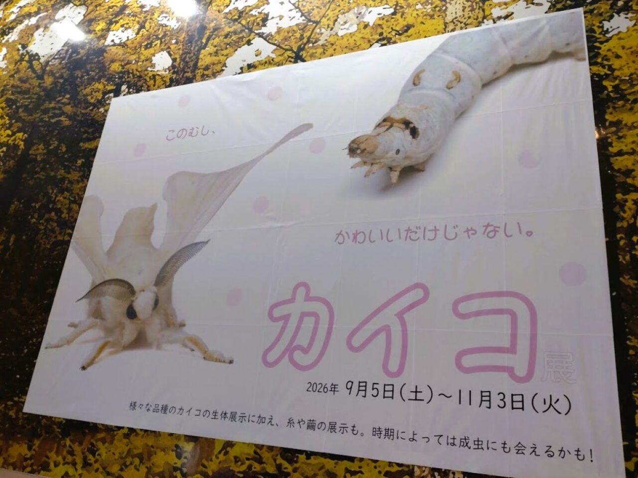 磐田市竜洋昆虫自然観察公園企画展カイコ展2026